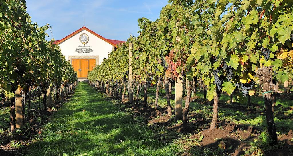 Vinařský pension André Velké Pavlovice Esterno foto
